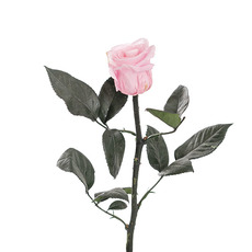 Dried & Preserved Roses - Preserved Rose Stem Light Pink (5-6cmDx30cmH)