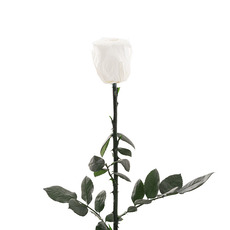 Dried & Preserved Roses - Preserved Rose Stem White (5-6cmDx30cmH)