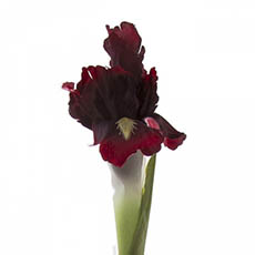 Artificial Iris - Iris Stem Burgundy (70cmH)