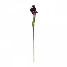 Iris Stem Burgundy (70cmH)