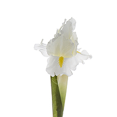 Artificial Iris - Iris Stem White (70cmH)