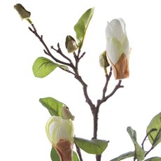 Magnolia Bud Spray x2 Cream (71cmH)
