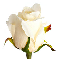 - Siena Silk Rose Large Bud Half Open Cream (66cmH)