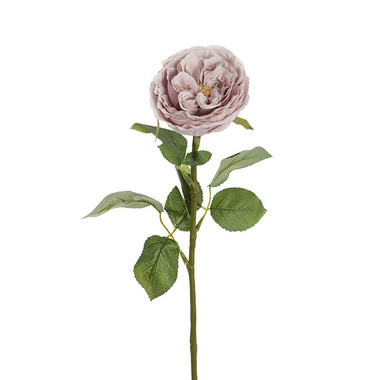 Gift AF - Artificial Roses - Austin Cabbage Rose Soft Nude (10cmDx66cmH)