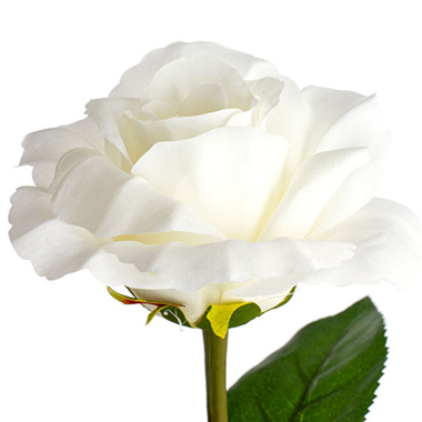 Siena Silk Rose Open White (67cmH)