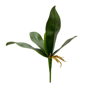  - Phalaenopsis Orchid Leaf Bunch Green (30cmH)