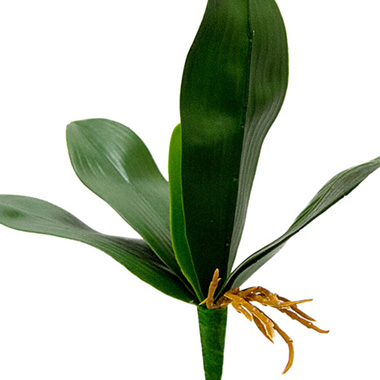 Phalaenopsis Orchid Leaf Bunch Green (30cmH)