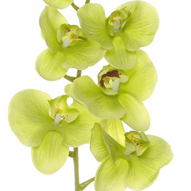 Phalaenopsis Orchid Real Touch 8 Flowers Green (97cmH)