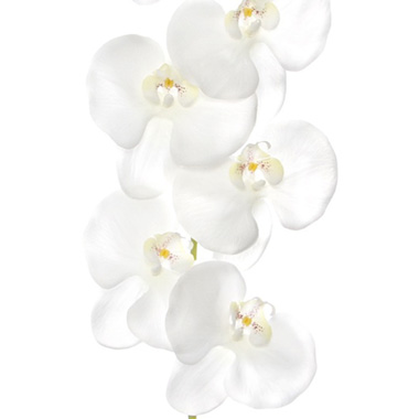 Phalaenopsis Orchid Real Touch 8 Flowers White (97cmH)