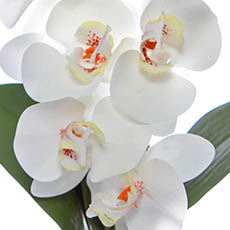 Phalaenopsis Orchid Bunch Real Touch 5 Flowers White (29cmH)