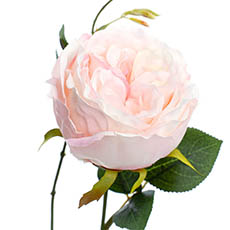 English Rose Spray Light Pink (76cmH)