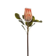Australian & Native Flowers - Native Queen Protea Coral (62cmH)