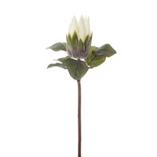 Australian & Native Flowers - Native Queen Protea Cream (62cmH)