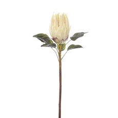 Australian & Native Flowers - Native Queen Protea Cream Pink (62cmH)