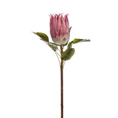 Australian & Native Flowers - Native Queen Protea Dusty Pink (62cmH)