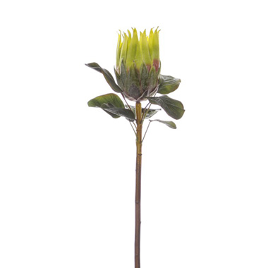 Australian & Native Flowers - Native Queen Protea Green (62cmH)