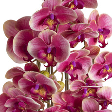Artificial Orchid Pot Plant 5 Stem Fuchsia Pink (88cmH)