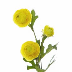 Petite Ranunculus Spray Yellow (42cmH)
