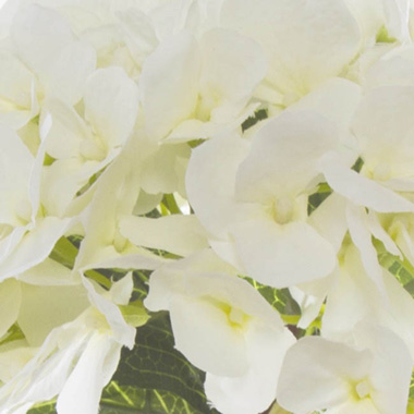Hydrangea Victoria Bouquet White (32cmH)