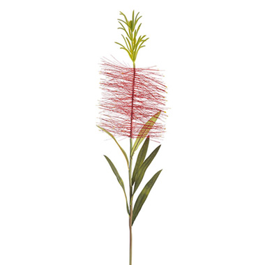 Australian & Native Flowers - Australian Bottle Brush Stem Red (54cmH)