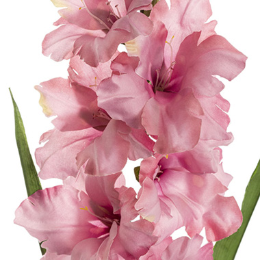 Gladiolus x 8 Head Long Stem Soft Pink (93cmH)