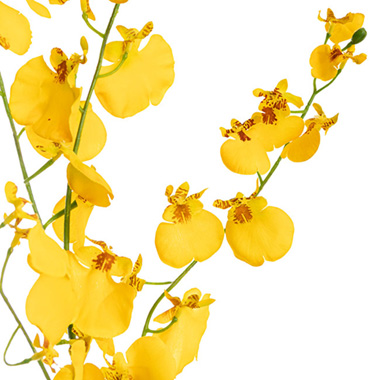 Dancing Lady Orchid Bright Yellow (92cmH)