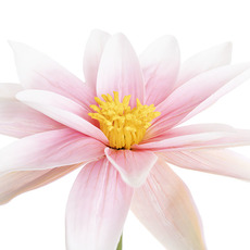 Lotus Flower Pink (23cmDx80cmH)