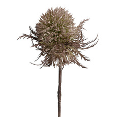 Artificial Dried Flowers - Fullers Teasel Stem Almond (33cmH)