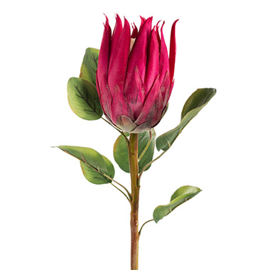 Australian & Native Flowers - Native Protea Fuchsia (68cmH)
