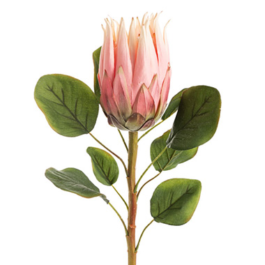 Australian & Native Flowers - Native Protea Soft Pink (68cmH)