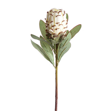Australian & Native Flowers - Native Protea Cream (66cmH)
