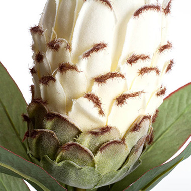 Native Protea Cream (66cmH)