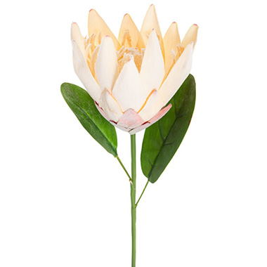 Australian & Native Flowers - Protea Robyn Stem Cream (12cmDx42cmH)