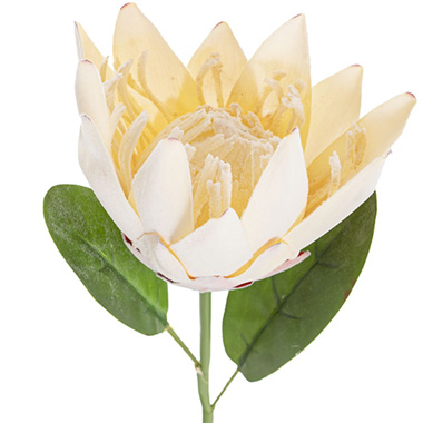 Protea Robyn Stem Cream (12cmDx42cmH)