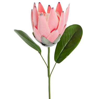 Australian & Native Flowers - Protea Robyn Stem White & Pink (12cmDx42cmH)