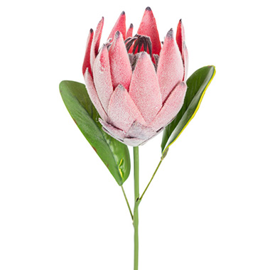 Australian & Native Flowers - Protea Robyn Stem Soft Pink (12cmDx42cmH)