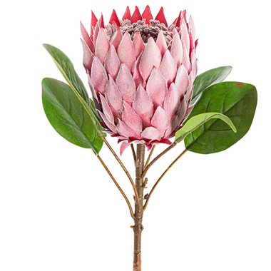 Australian & Native Flowers - Protea Magnifica Stem Deep Pink (14cmDx69cmH)