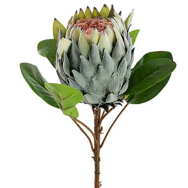 Protea Magnifica Stem Soft Sage (14cmDx69cmH)