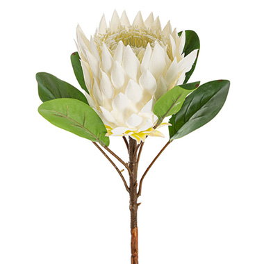Australian & Native Flowers - Protea Magnifica Stem White (14cmDx69cmH)