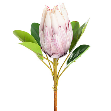 Australian & Native Flowers - Queen Protea Stem Soft Purple & White (9cmDx56cmH)