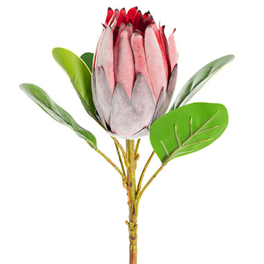 Australian & Native Flowers - Queen Protea Stem Red (9cmDx56cmH)