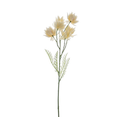 Australian & Native Flowers - Native Protea Blushing Bride Cream (60cmH)