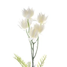 Native Protea Blushing Bride White (60cmH)