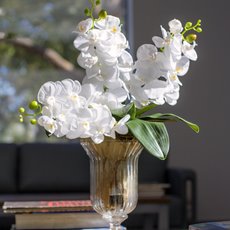 Phalaenopsis Orchid White (75cmH)