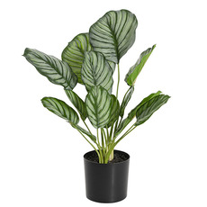 Artificial Plants - Artificial Calathea Prayer Plant Green (49cmH)