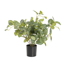 Artificial Plants - Artificial Anthurium Fittonia Pot Plant Green (42cmH)