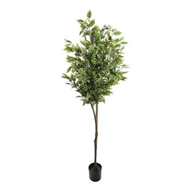 UV Treated Ficus Tree Green (160cmH)