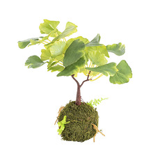 Artificial Plants - Artificial Ginkgo Tree Kokedama Green (34cmH)