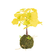 Artificial Ginkgo Tree Kokedama Yellow (34cmH)