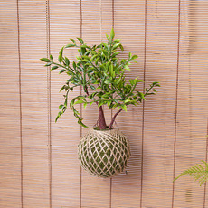 Artificial Hanging Bamboo Kokedama Green (75cmH)